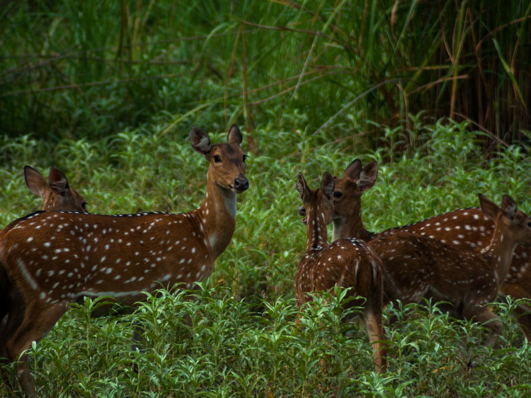 Patlahara Tigerland Safari - A Lemon Tree Resort, Chitwan, Nepal מראה חיצוני תמונה
